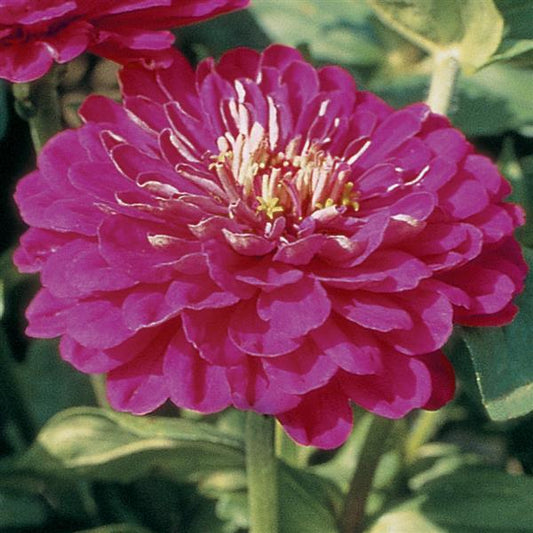 Zinnia Seeds Benary Giant Purple Cut Flower