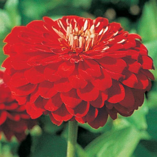 Zinnia Seeds Benary Giant Scarlet Cut Flower
