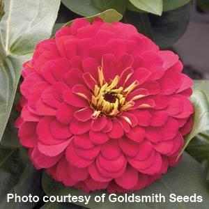 Zinnia Seeds Zinnia Magellan Cherry Bulk Flower Seeds