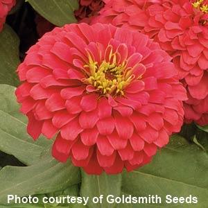 Zinnia Seeds Zinnia Magellan Coral Bulk Flower Seeds
