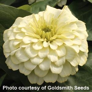 Zinnia Seeds Zinnia Magellan Ivory Bulk Flower Seeds