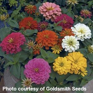 Zinnia Seeds Zinnia Magellan Mix Bulk Flower Seeds