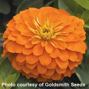 Zinnia Seeds Zinnia Magellan Orange Bulk Flower Seeds