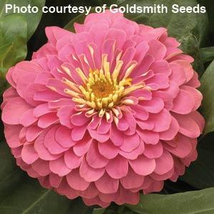 Zinnia Seeds Zinnia Magellan Pink Bulk Flower Seeds