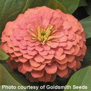 Zinnia Seeds Zinnia Magellan Salmon Bulk Flower Seeds