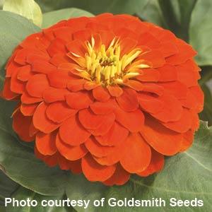 Zinnia Seeds Zinnia Magellan Scarlet Bulk Flower Seeds