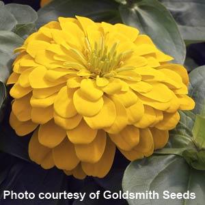 Zinnia Seeds Zinnia Magellan Yellow Bulk Flower Seeds