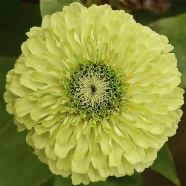 Zinnia Seeds Zinnia Queen Lime Cut Flower