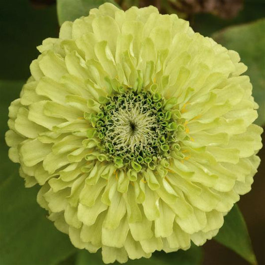 Zinnia Seeds Zinnia Queen Lime Cut Flower