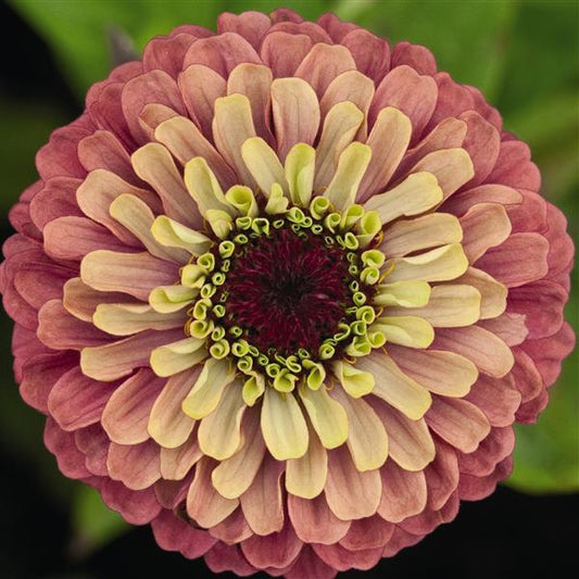 Zinnia Seeds Zinnia Queen Lime Red Cut Flower