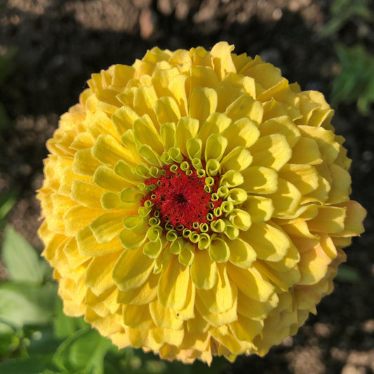 Zinnia Seeds Zinnia Queen Lemon Peach Cut Flower