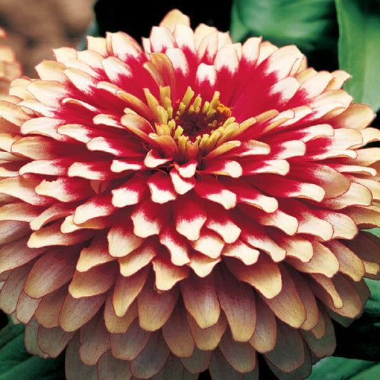 Zinnia Seeds Zinnia Swizzle Cherry Ivory