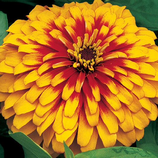 Zinnia Seeds Zinnia Swizzle Scarlet Yellow