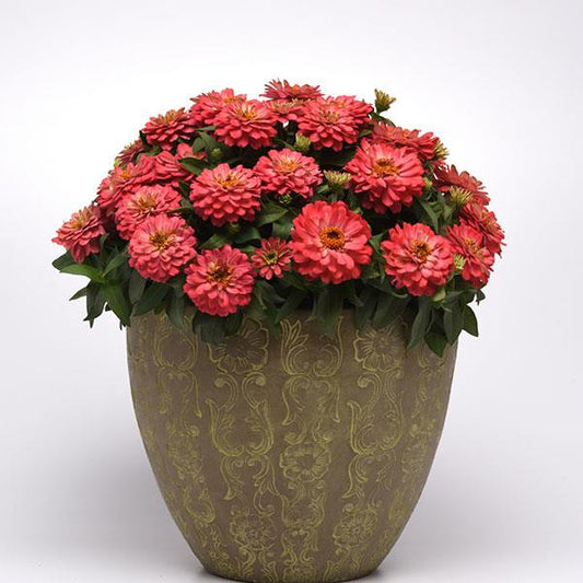 Zinnia Seeds Zahara™ Double Salmon Flower Seeds