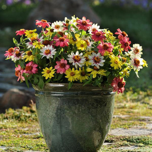 Zinnia Seeds Zahara™ Raspberry Lemon Mix Flower Seeds