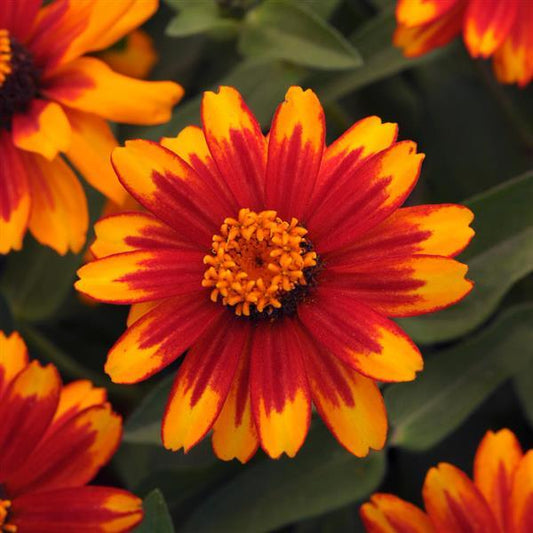 Zinnia Seeds Zahara™ Sunburst Flower Seeds