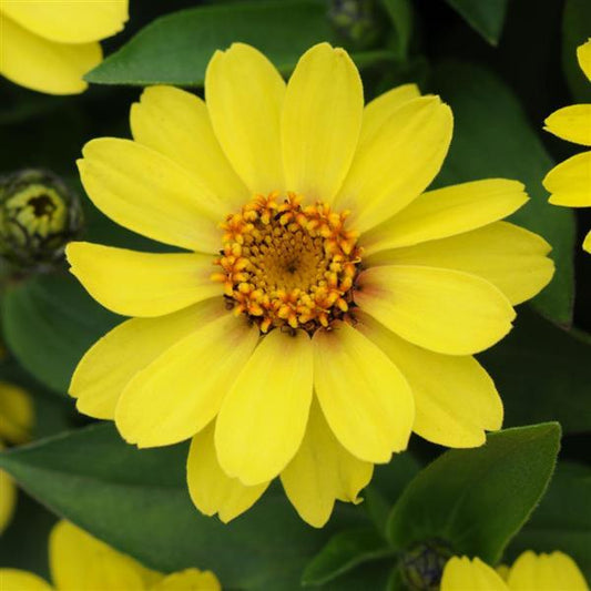 Zinnia Seeds Zahara™ Yellow Flower Seeds